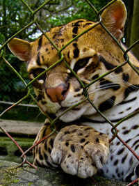 Close-up of a cat