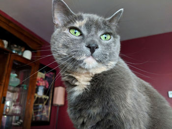 Close-up portrait of a cat looking away at home