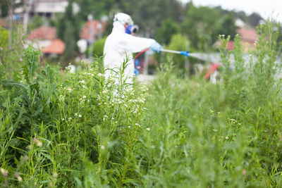 Flower plants growing on field