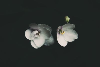 Close-up of white flower over black background