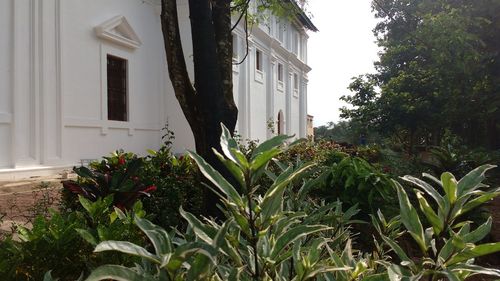 Plants growing outside house