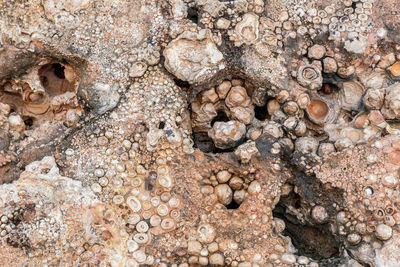 Full frame shot of shells on rock