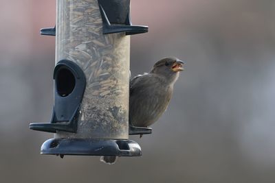 Close-up of bird perching on feeder