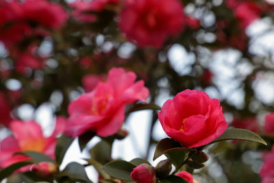 Close-up of pink rose