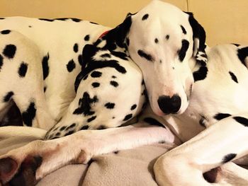 Close-up of dog resting