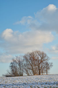 Bare tree on snow covered landscape