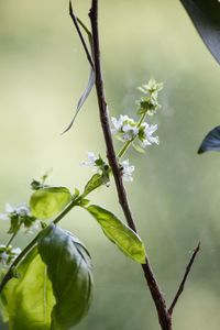 Close-up of flowering plant