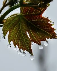 Close-up of leaves against blurred background