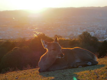 View of a horse on field during sunset