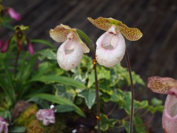 Close-up of flowers blooming outdoors