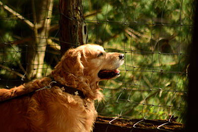 Rear view of golden retriever