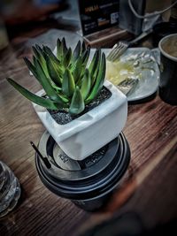 High angle view of succulent plant on table