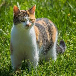 Cat on grass