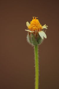 Close-up of yellow flowers