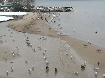 Flock of birds flying over beach