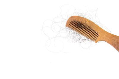 Close-up of shell on white background