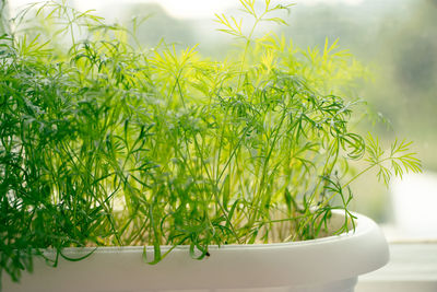 Potted plant