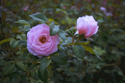 Close-up of pink flowers