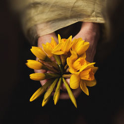 Close-up of yellow flowering plant