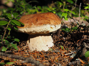 Close-up of mushroom growing on field