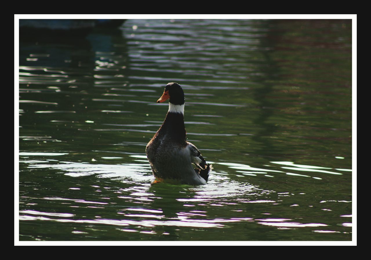 animal themes, water, animals in the wild, one animal, swimming, wildlife, bird, lake, waterfront, rippled, reflection, duck, floating on water, nature, pond, water bird, high angle view, auto post production filter, black color, outdoors