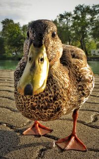 Close-up of duck