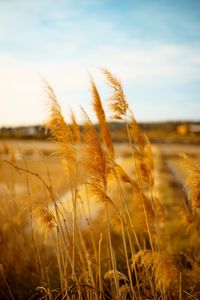 Close-up of stalks in field against sky