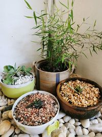Potted plants in bowl on table