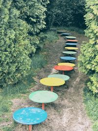 High angle view of multi colored plants in park