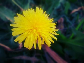 Close-up of yellow flower