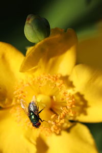 Close-up of insect on yellow flower