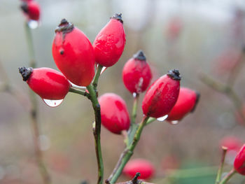 Close-up of red berries growing on tree