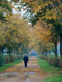 Rear view of people walking in forest