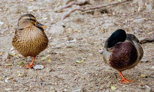 Close-up of mallard duck