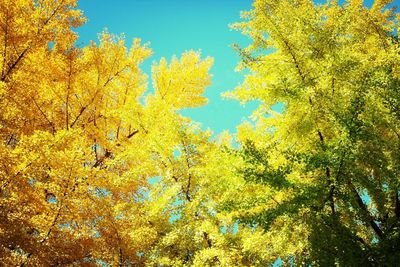 Low angle view of trees against clear sky