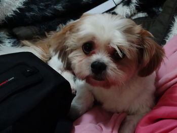 Close-up portrait of dog on bed