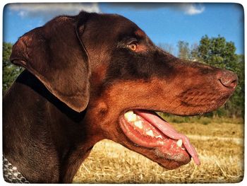 Close-up of dog