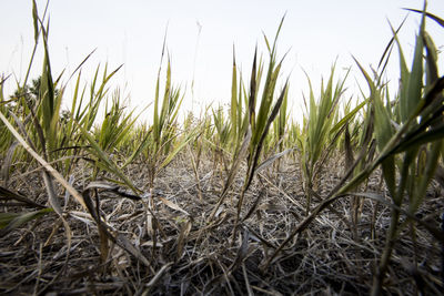 Close-up of grass on field against sky