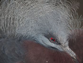 Close-up portrait of bird