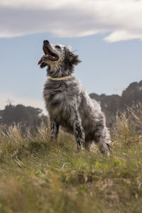 Portrait of dog running on field