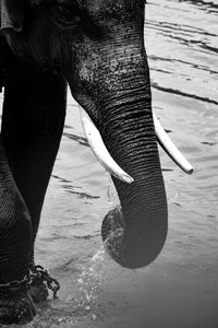 Close-up of elephant in water