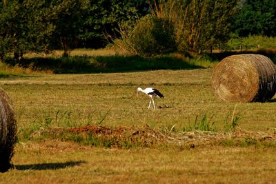 Stork on grass against trees