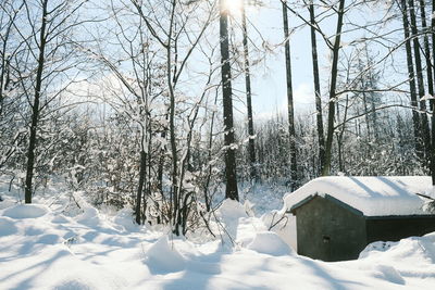 Bare trees on snow covered field