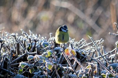 Close-up of bird perching on ground