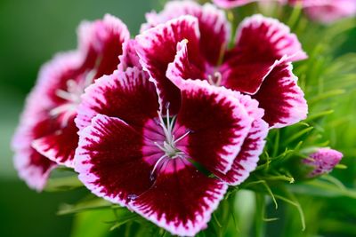 Close-up of dianthus growing outdoors