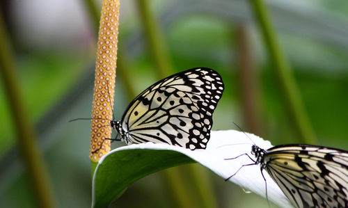 Close-up of butterfly on plant