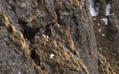Black goat in the cliff in ceahlau mountains 