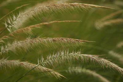 Close-up of green leaf on plant