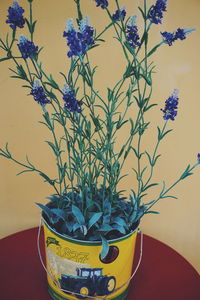 Close-up of plant