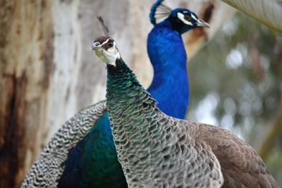 Close-up of peacock